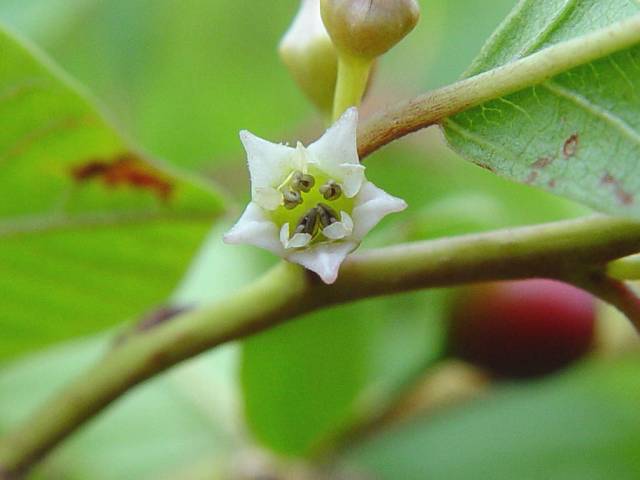 سیاه توسه Frangula alnus syn. Rhamnus frangula 9